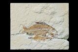Cretaceous Fossil Fish (Stichocentrus) - Lebanon #162734-1